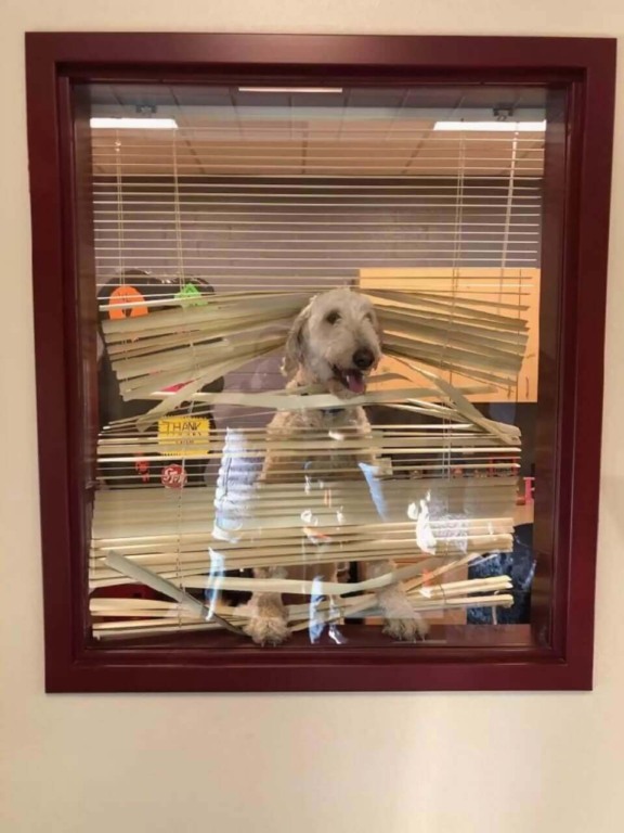 Cachorro em janela de escola