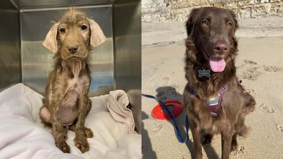 Cachorro sem pelos por causa da sarna impressiona a todos ao se tornar o pet mais fofo
