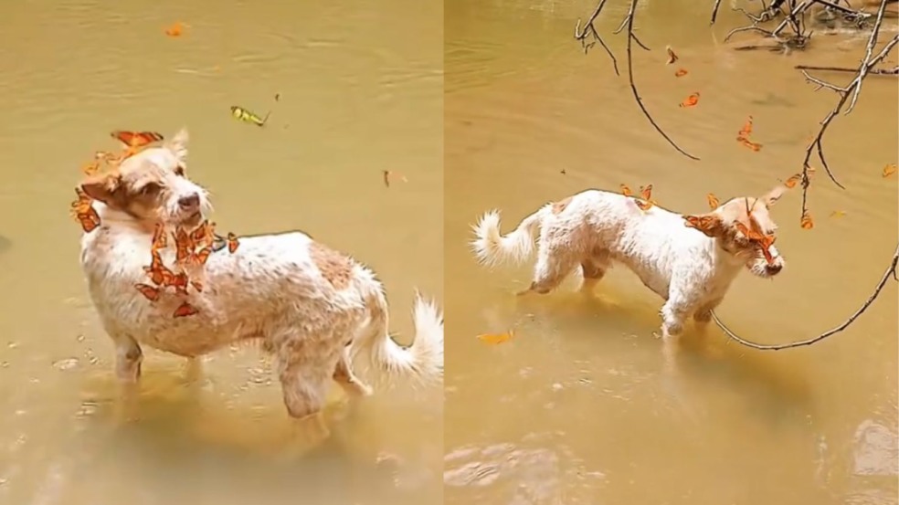 Cachorro cercado por borboletas