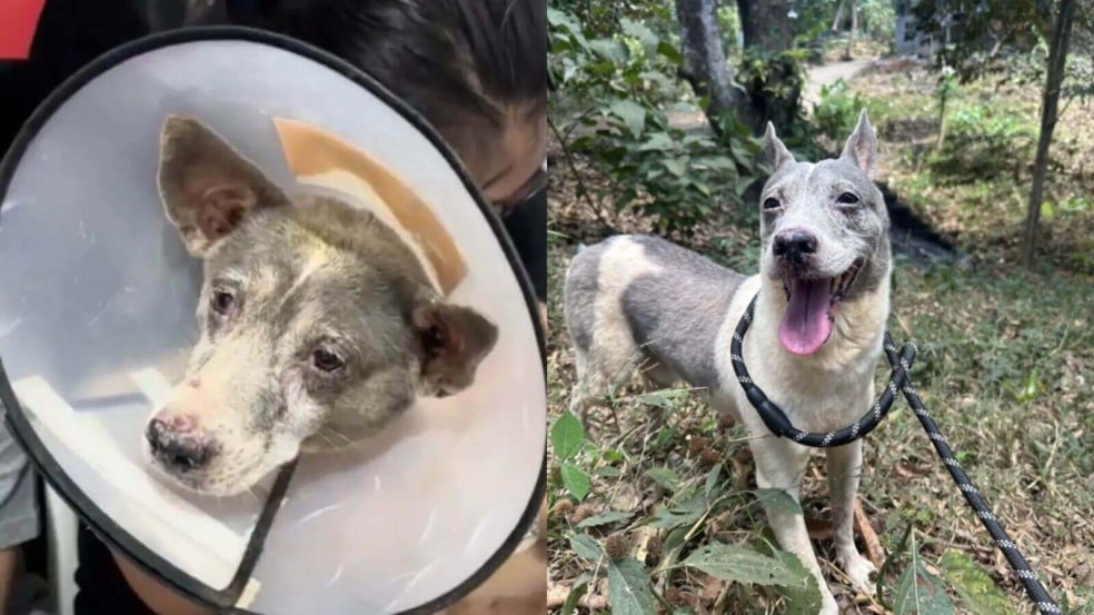 Foto: Reprodução/Pawssion Project Foto: Reprodução/Pawssion Project