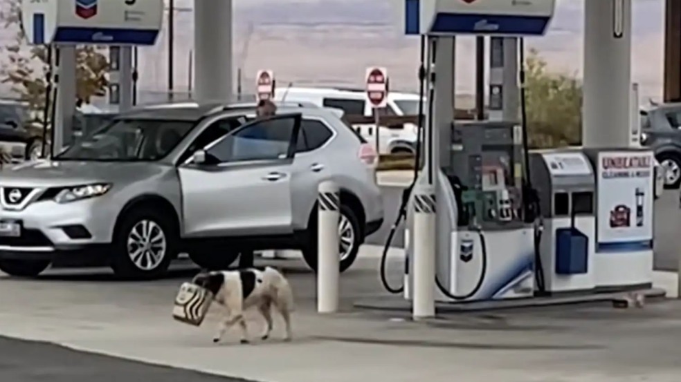 Haseya com sacola do Starbucks na boca