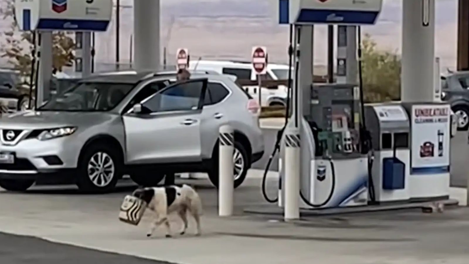 Haseya com sacola do Starbucks na boca