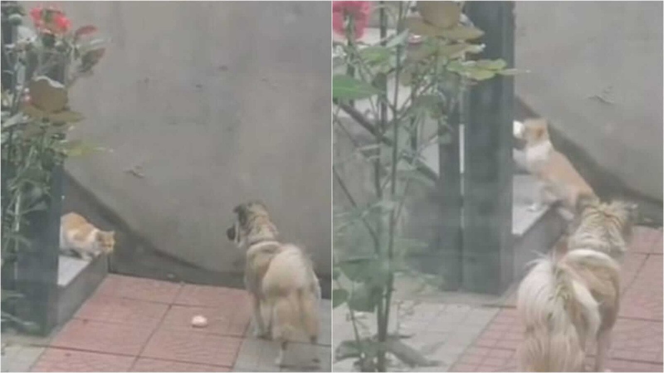 Cachorro dando pão para gato de rua
