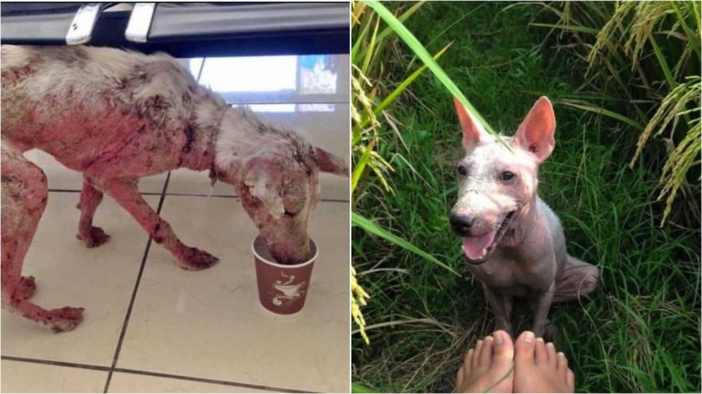 Cachorro comendo e cachorro sentado na grama