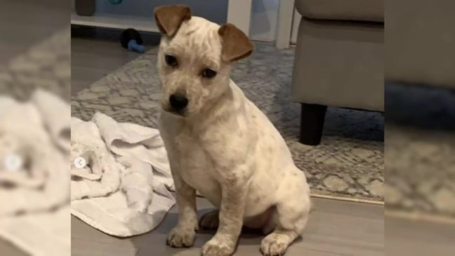 Cachorro branco sentado no chão