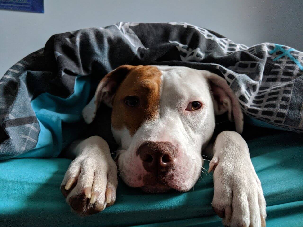 Cachorro surdo é devolvido para ONG cinco vezes