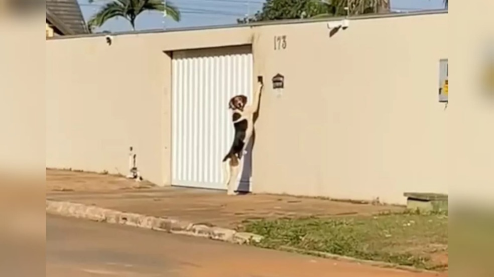 Cachorro toca campainha Cachorro toca campainha