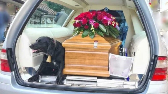 Cachorro ao lado de caixão em carro funerário