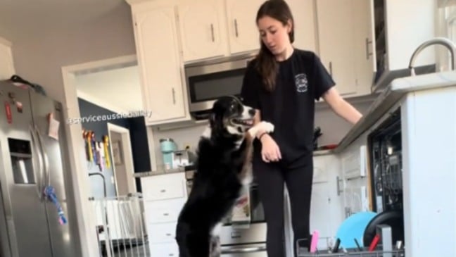 Cachorro de serviço ajuda tutora durante crise