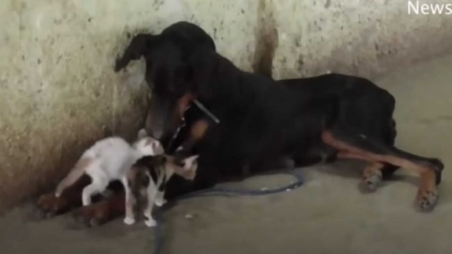 Cachorro Doberman cuidando de gatinhos