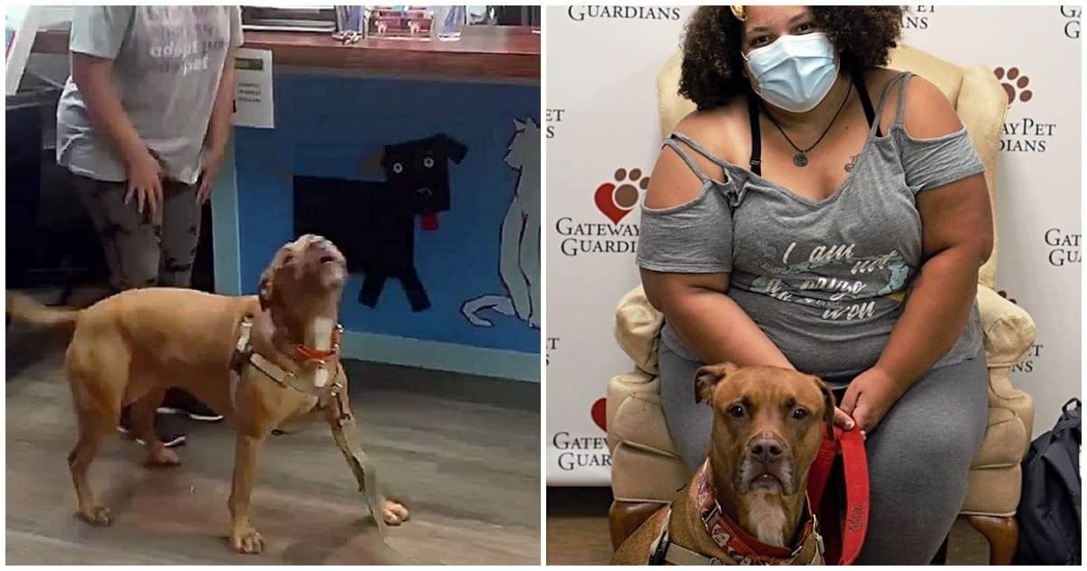 Cachorro pitbull com tutora