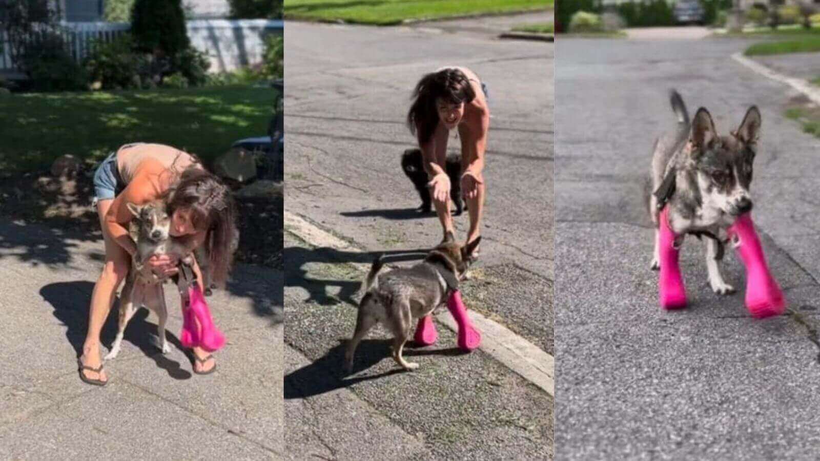 Cachorro usa prótese para andar pela primeira vez e emociona a internet