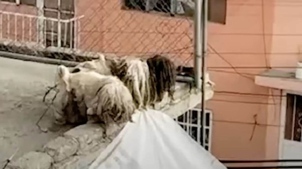 Cachorro vai de montanha de pelos emaranhados a filhote fofo após resgate