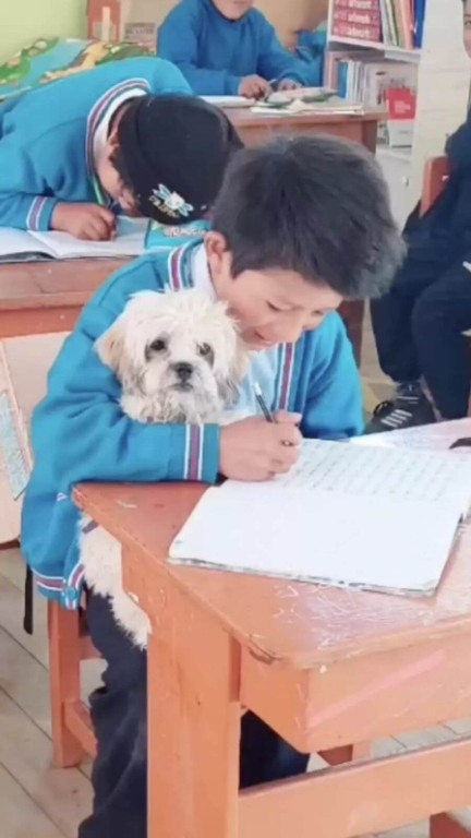 Cachorro vai para a escola com o tutor e ensina lição importante de amor