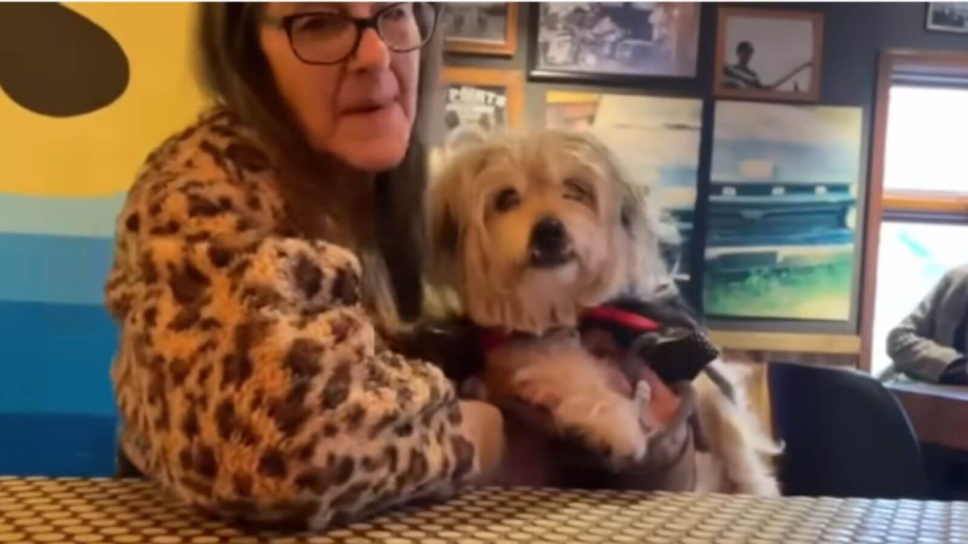 Cachorro 'vira a noite' em bar e preocupa tutora