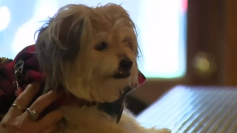 Cachorro 'vira a noite' em bar e preocupa tutora