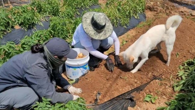 Cachorro trabalhador