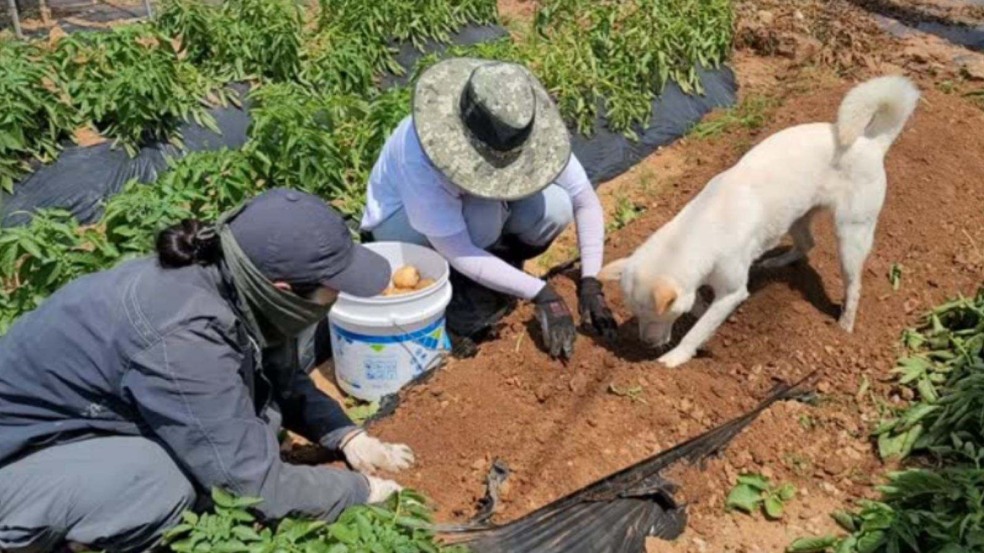 Cachorro trabalhador