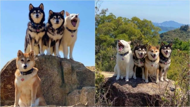 Quatro cachorros shiba inu