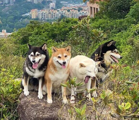 Quatro cachorros shiba inu