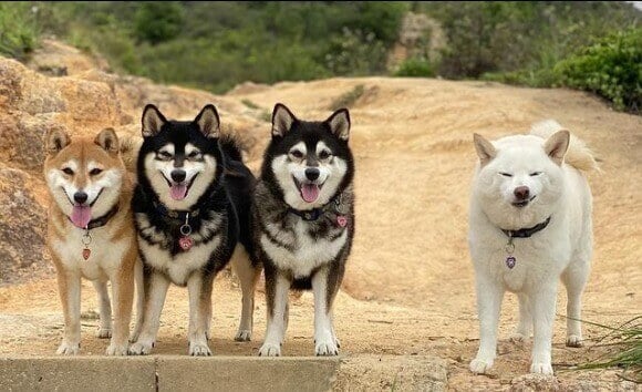 Quatro cachorros shiba inu