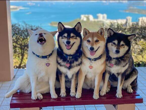 Quatro cachorros shiba inu