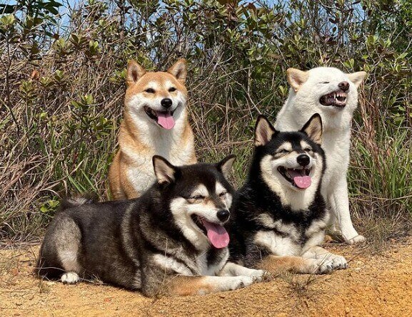 Quatro cachorros shiba inu
