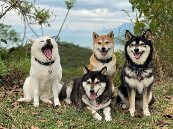 Quatro cachorros shiba inu
