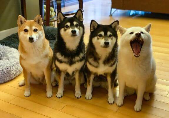 Quatro cachorros shiba inu