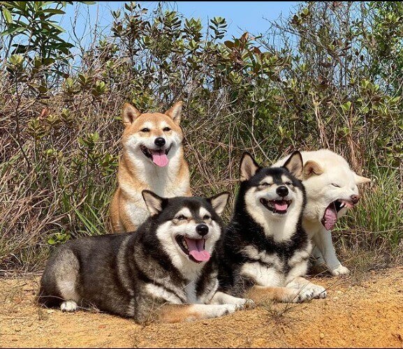 Quatro cachorros shiba inu