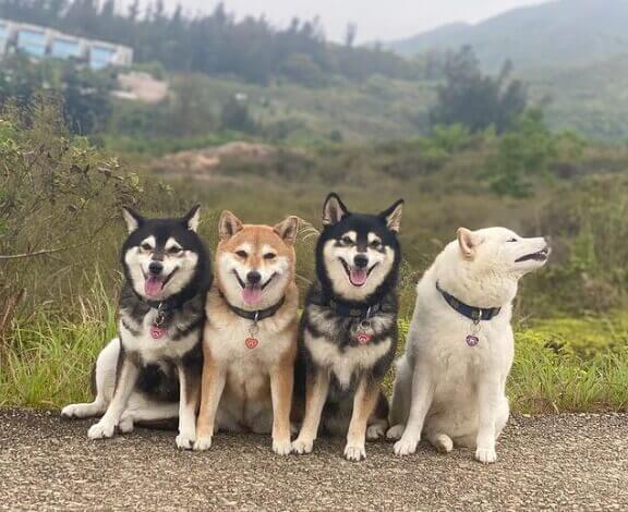 Quatro cachorros shiba inu