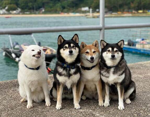 Quatro cachorros shiba inu