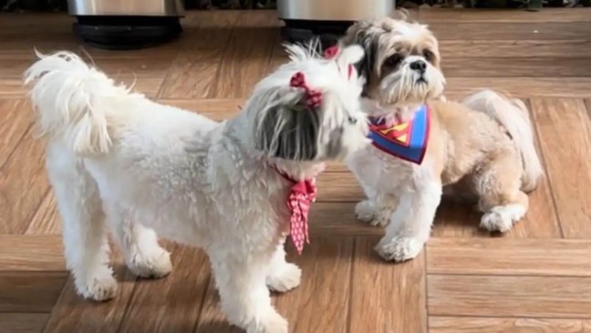 Cachorros com bandanas