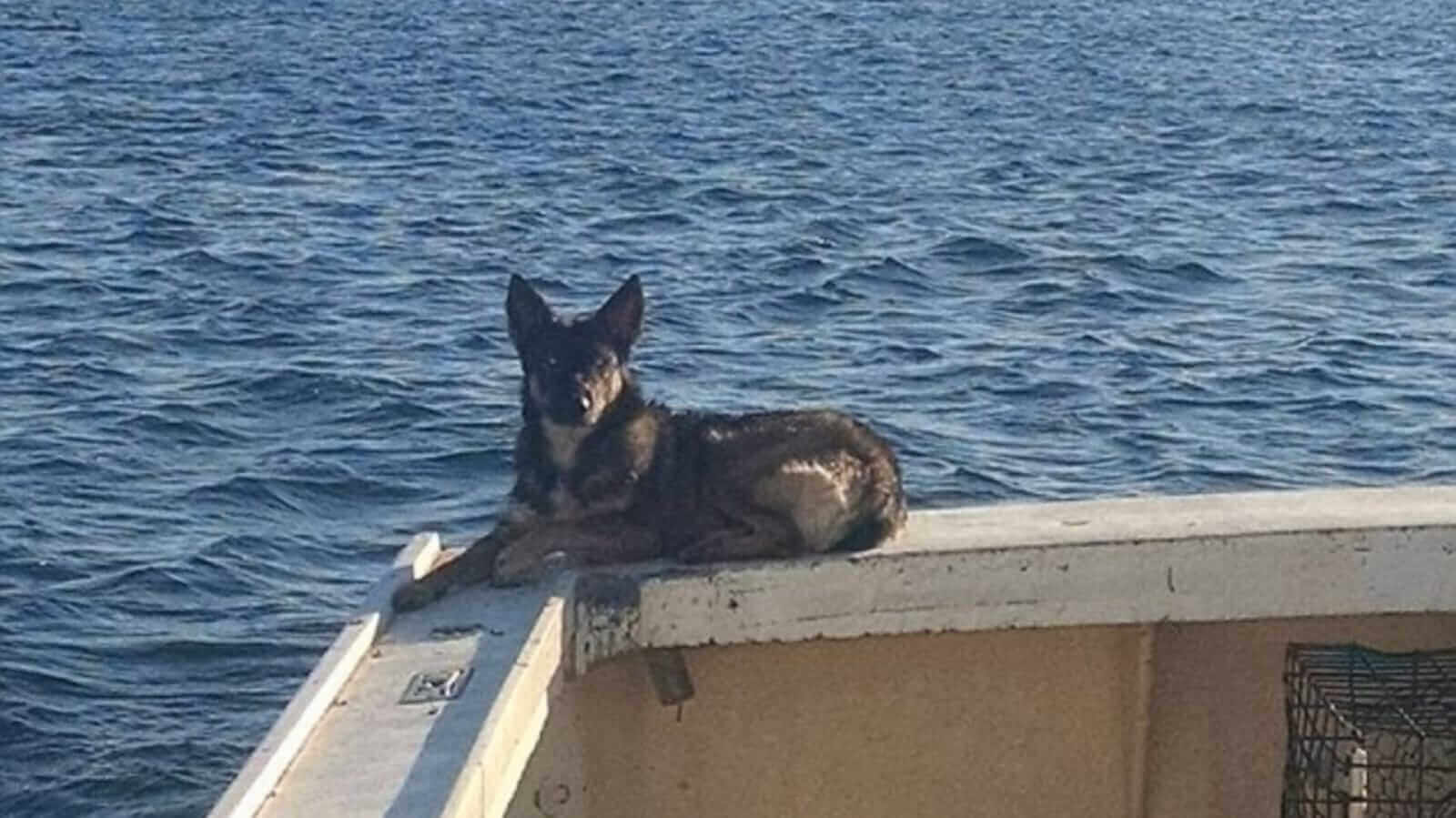 Cachorro em barco