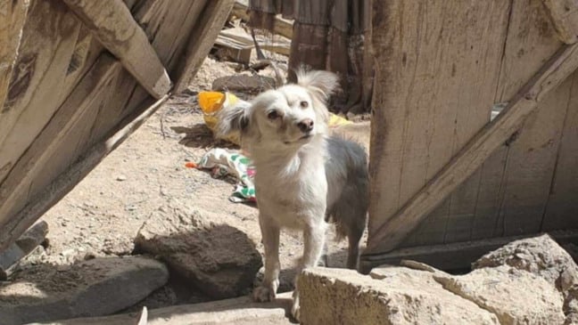 Cachorro em escombros