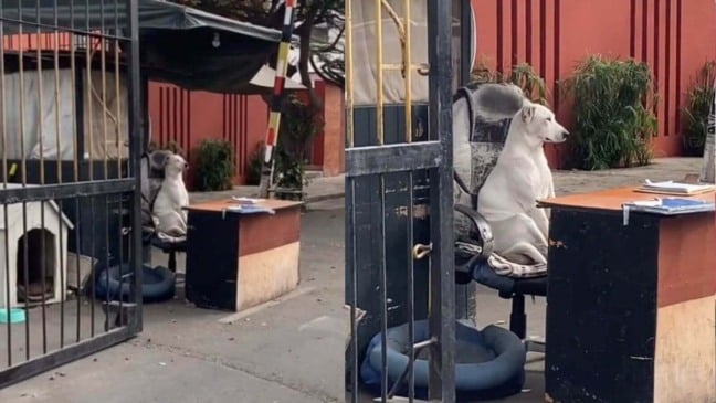 Cachorro em portaria