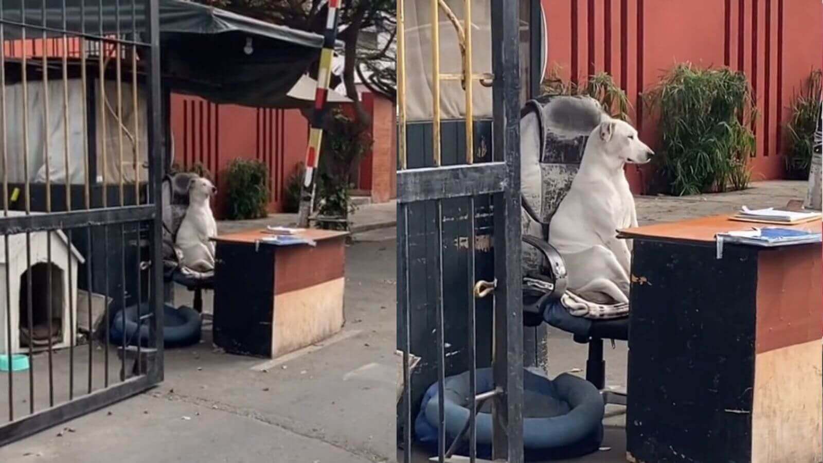 Cachorro em portaria