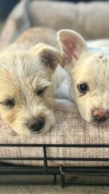 Filhotes de cachorro brancos