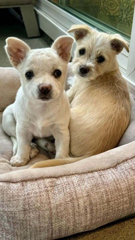 Filhotes de cachorro brancos