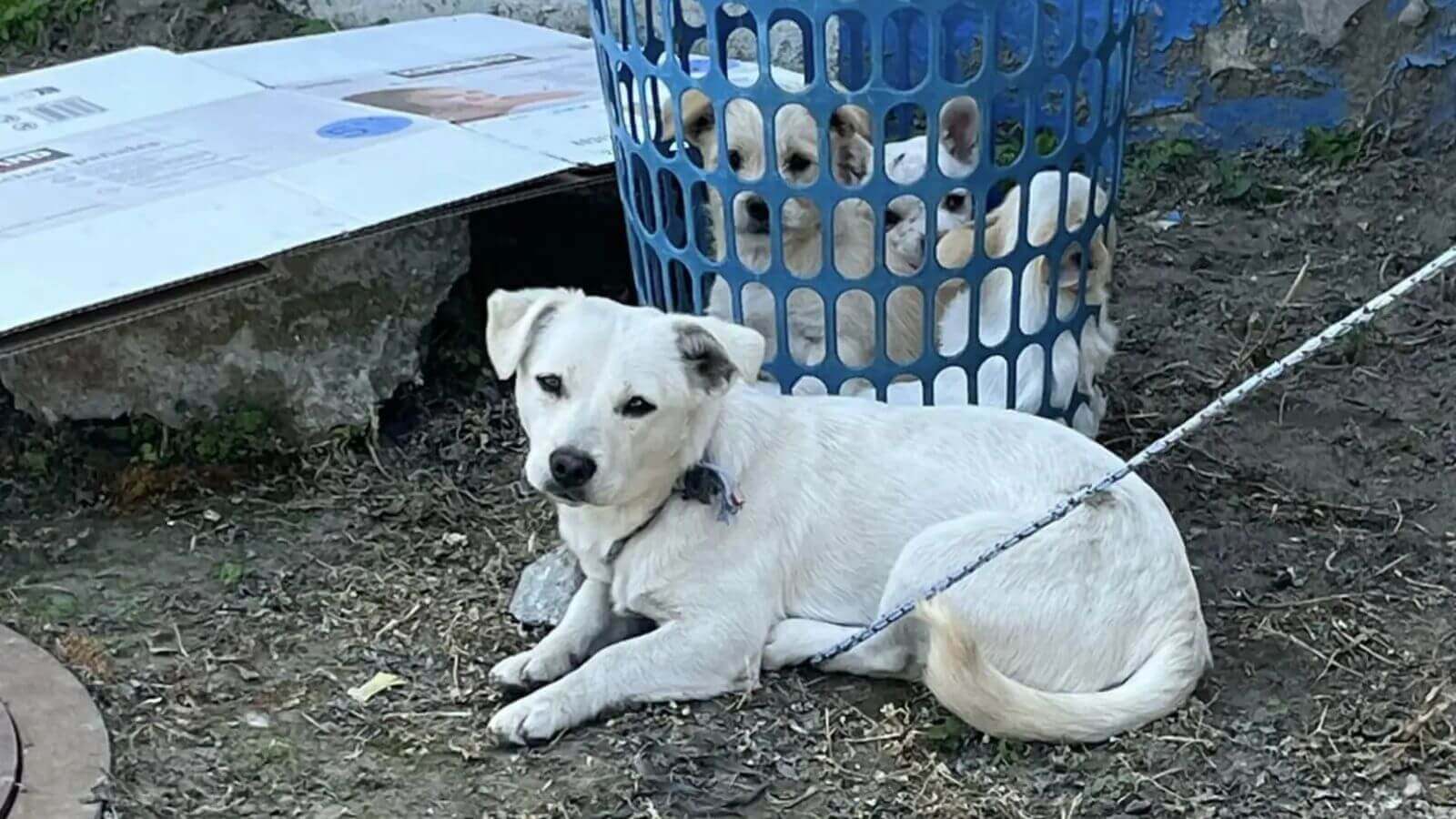 Cachorros abandonados em cesto de roupas