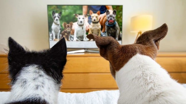 (Foto: Canva/Damedeeso)