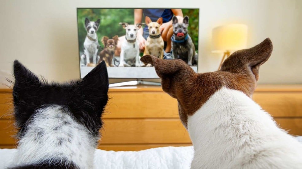 (Foto: Canva/Damedeeso)