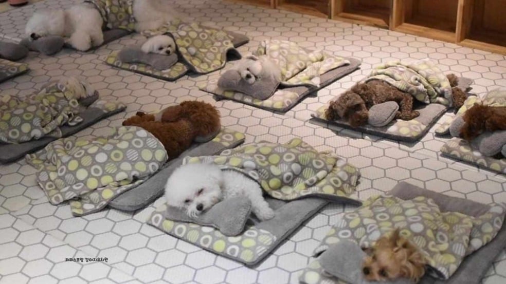 (Foto: Divulgação/puppyspring_)