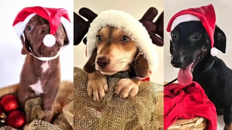 Foto: Divulgação/Viraemexeviralata Foto: Divulgação/Viraemexeviralata