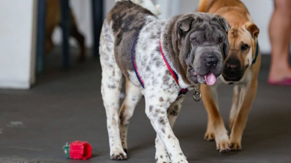 Foto: Prefeitura de Jundiaí