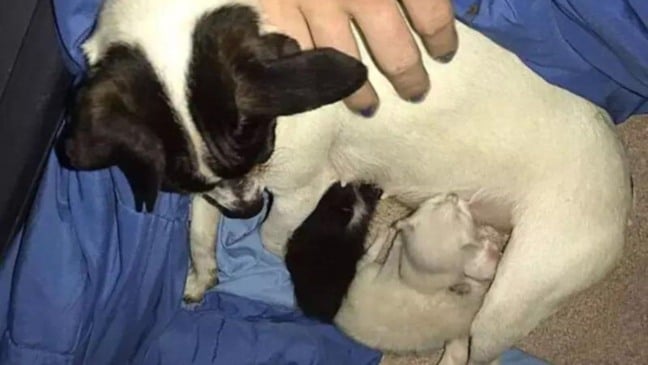 (Foto: Facebook | Divulgação)