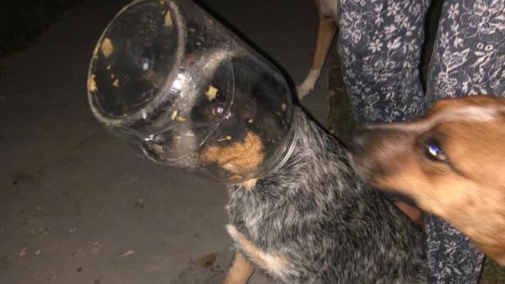 (Foto: Reprodução/catiororeflexivo)