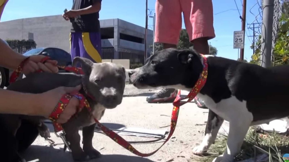 Mãe cachorro e filhote