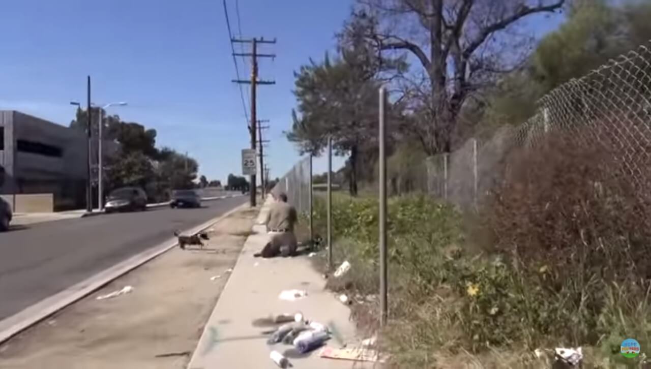 Resgate de cachorros em rodovia