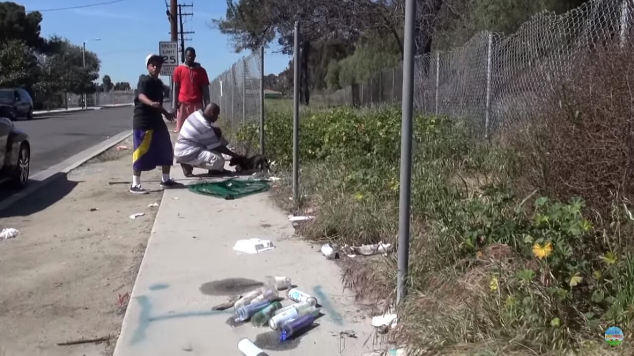 Resgate de cachorros em rodovia